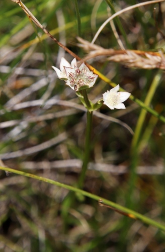 Dwarf Ministar (Alepidea pusilla)