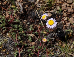 Afroaster erucifolius