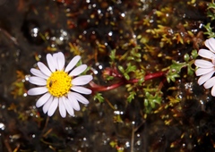 Afroaster erucifolius