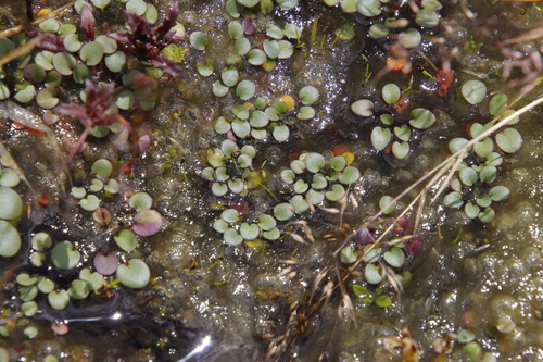 Limosella vesiculosa (Limosella vesiculosa)