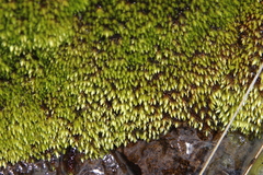 Imbribryum