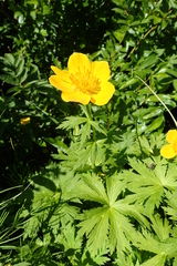 Trollius riederianus