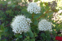 Spiraea beauverdiana