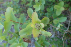 Spiraea beauverdiana