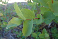 Spiraea beauverdiana