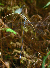 Ecchlorolestes nylephtha