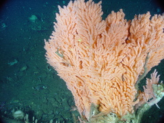Primnoa pacifica
