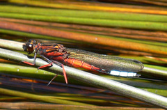 Platycypha fitzsimonsi