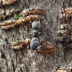 Cephalotes borgmeieri