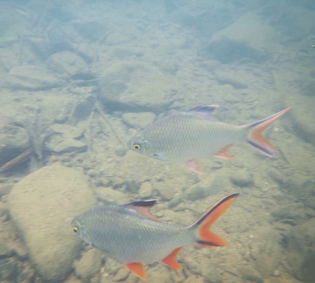 Tinfoil barb (Barbonymus schwanenfeldii) — Cyprinidae