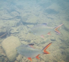 Barbonymus schwanefeldii