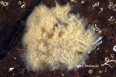 Myxilla austini