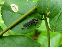 Agrilus dilaticornis