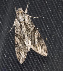 Agrius godarti