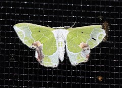 Protuliocnemis partita