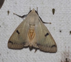 Ophiusa parcemacula