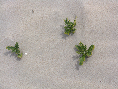 Cakile maritima integrifolia