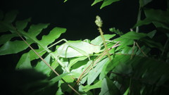 Lea floridensis