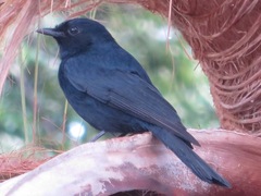 Melaenornis pammelaina ater