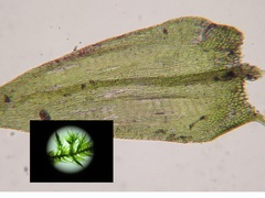 Sciuro-hypnum populeum