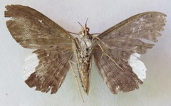 Hemeroblemma leontia