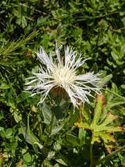 Centaurea uniflora