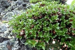 Salix tschuktschorum