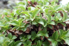 Salix tschuktschorum