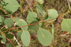 Eucalyptus camphora