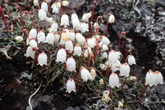 Cassiope lycopodioides