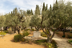 Olea europaea
