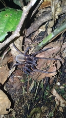 Guasuctenus longipes