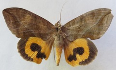 Eudocima serpentifera