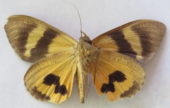 Eudocima serpentifera