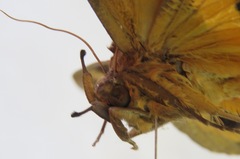 Eudocima serpentifera