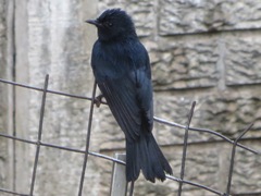 Melaenornis pammelaina ater
