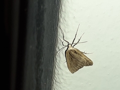 Myinodes interpunctaria