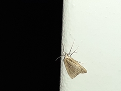 Myinodes interpunctaria