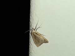 Myinodes interpunctaria