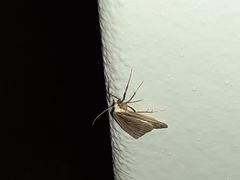 Myinodes interpunctaria