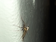 Myinodes interpunctaria