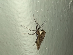 Myinodes interpunctaria