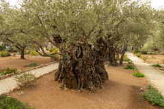 Olea europaea