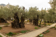Olea europaea
