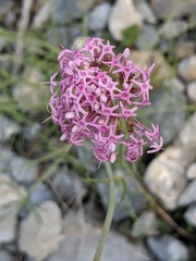 Centranthus angustifolius