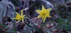 Narcissus minor