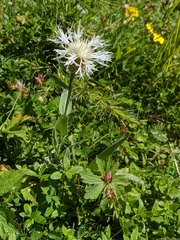 Centaurea uniflora