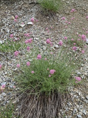 Centranthus angustifolius