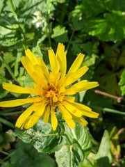 Crepis pyrenaica