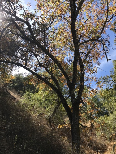 iNaturalist observation photo of California black oak